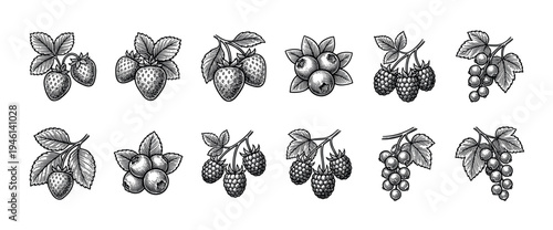 Collection of vintage berry illustrations including strawberry, raspberry, blueberry, and currant drawn in a detailed black and white engraving or woodcut style
