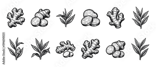 Ginger root and leaf illustration set in a vintage black and white engraving style, featuring whole rhizomes, sliced pieces, and plant leaves hand-drawn with detailed hatching