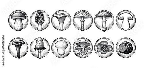 Twelve different types of mushroom illustrations in a detailed black and white engraving style, a collection of fungi icons including morel, truffle, chanterelle, and amanita