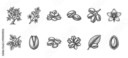 Pistachio nut and plant illustration set showing the tree, flower, leaf, and fruit in a detailed vintage black and white engraving style for botanical and food concepts