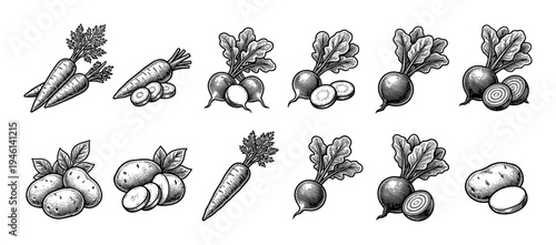 Set of hand-drawn root vegetables including carrots, potatoes, radishes, and beets in a vintage black and white engraving style, showing whole and sliced produce