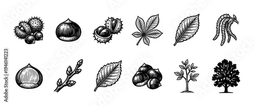 Vintage botanical illustration set of chestnut tree parts with fruit, spiky burrs, leaves, catkins, and saplings in a hand-drawn woodcut style