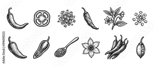 Chili pepper illustration set in a vintage engraving style showing the plant, flower, seeds, whole pods, cross-section slice, diced pieces, and a spoon with crushed flakes
