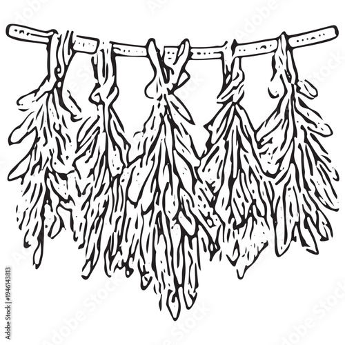 Vintage Hanging Dried Herbs Bundle Illustration Herbal Medicine Plant Drying Process