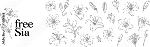 Elegant hand drawn botanical flowers collection, floral line art set, vintage botanical illustration elements, delicate blooming flowers outline design