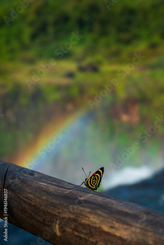 butterfly with rainbow