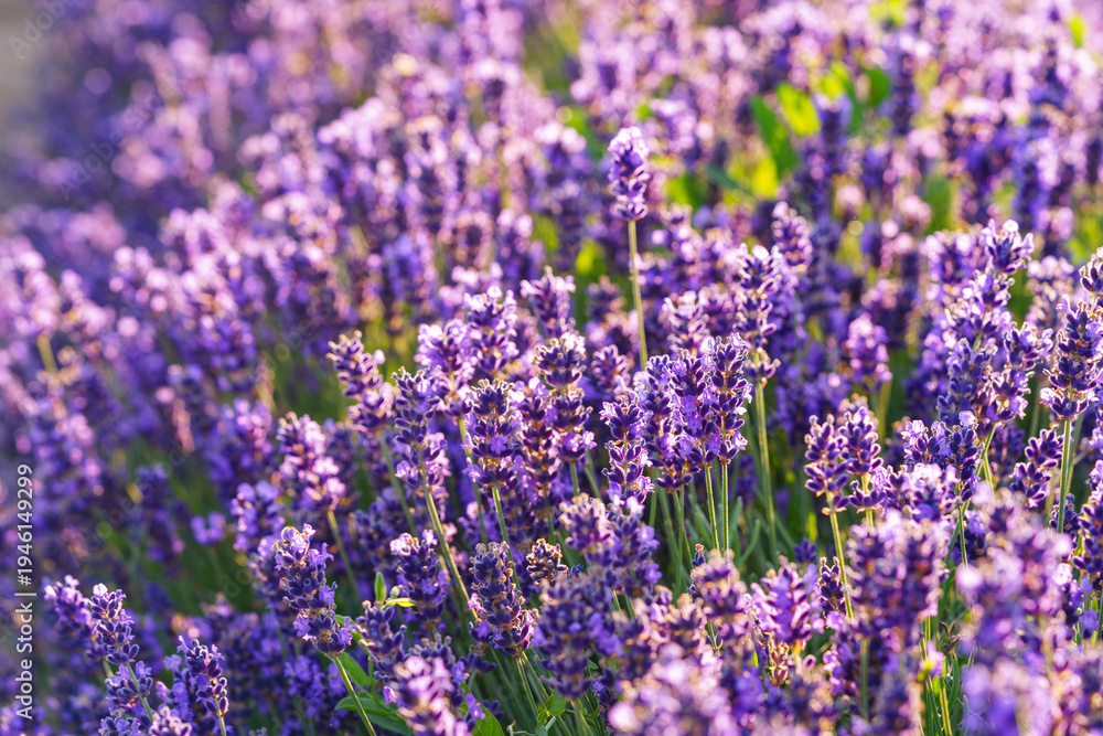 Obraz premium Lush lavender bushes covered with vibrant purple blooming flowers growing in a sunny summer garden or meadow background. Aromatic medicinal herb, herbal therapy, cosmetics, and natural wellness