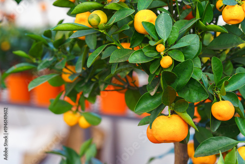 Branch of Calamondin orange tree Citrus microcarpa with ripe fruits growing in nursery garden center. Decorative ornamental citrus plant cultivated for indoor gardening, greenhouse, and horticulture.