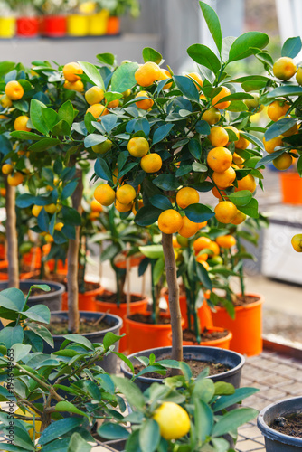 Miniature potted Calamondin citrus tree, Citrus microcarpa with orange fruits growing in garden center greenhouse, flower shop. Tropical plant for indoor gardening and decorative horticulture.