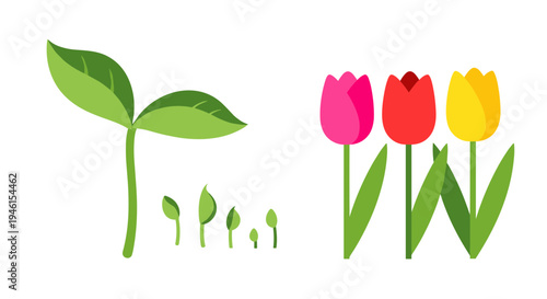 Tulips growth stages colorful illustration.