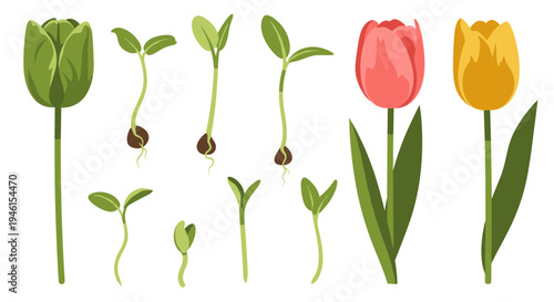 Tulip growth stages illustration.