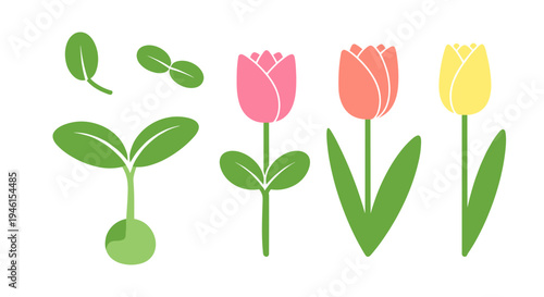 Colorful tulip flowers and leaves illustration.