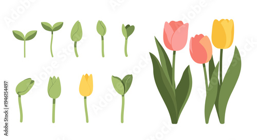 Colorful tulip flowers and buds illustration.