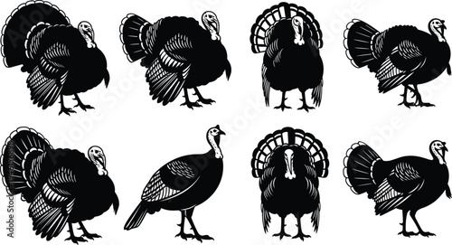 Black silhouettes of turkeys in various poses, standing, walking, detailed feather patterns, fanned tails, wildlife bird posture study, vector illustration artwork design