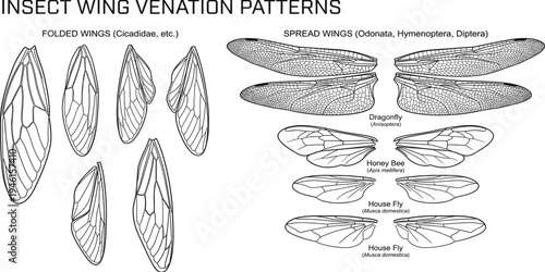 Insect wing venation patterns diagram