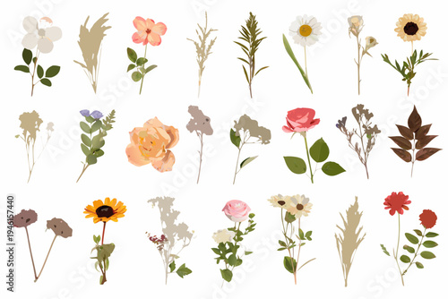 A collection of diverse floral illustrations with stems and leaves