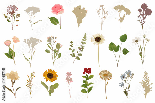 Collection of pressed flowers and botanical specimens on white background