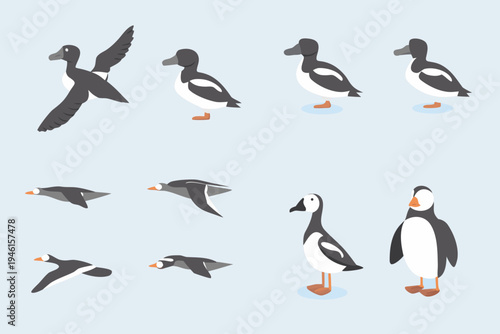 Illustrative depictions of puffins in various poses and flight stages