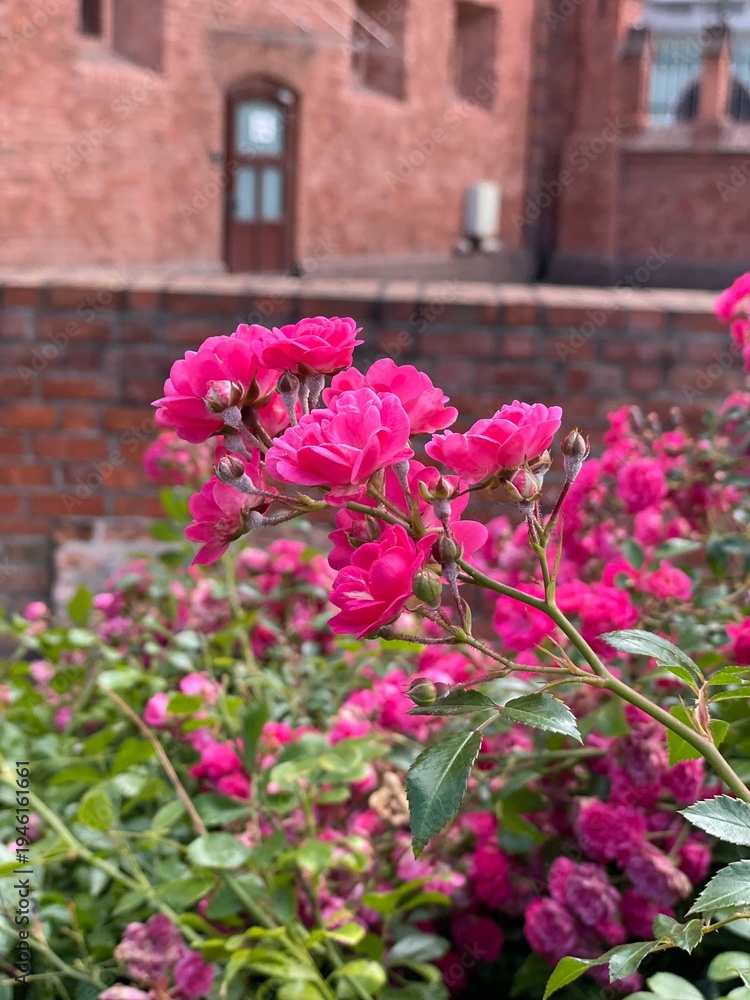 Naklejka premium Abundant clusters of deep pink climbing roses in a lush garden