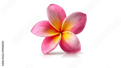 Beautiful Pink and Yellow Plumeria Flower Isolated on White Background.