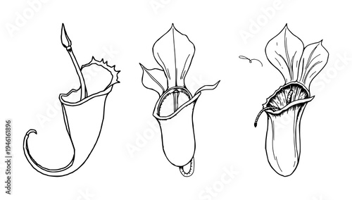 Venus flytrap set with hand-drawn scientific illustration featuring carnivorous plant, botanical anatomy, white background with detailed and line art
