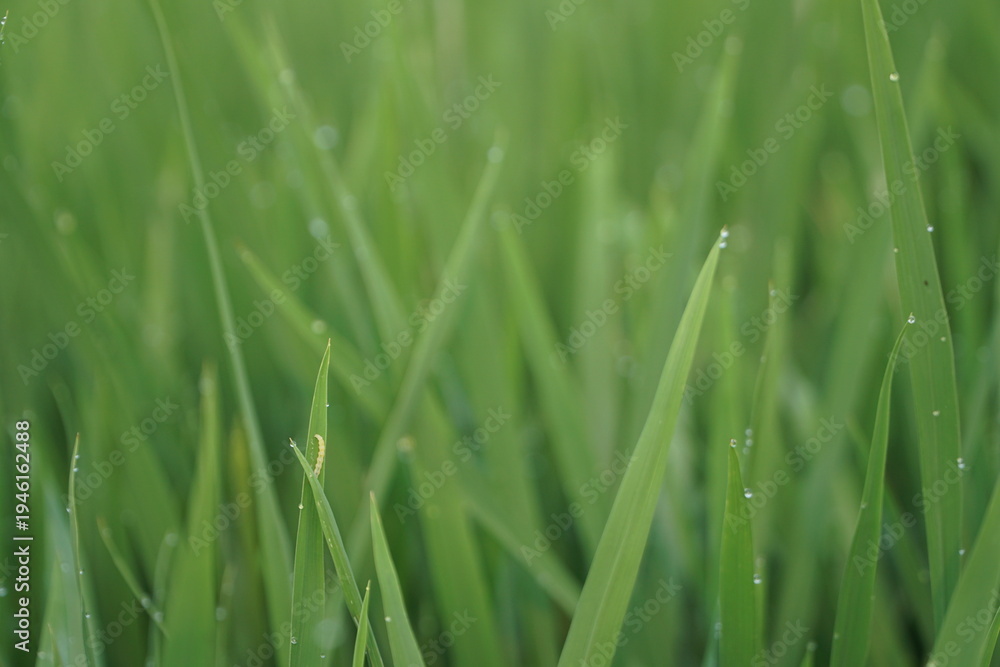 Obraz premium green grass background