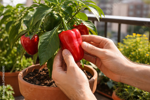 Man harvesting red bell pepper from plant in pot on balcony. Gardener checking organic vegetable growth. Concept of urban gardening, agriculture, healthy food, homegrown crops and homestead lifestyle