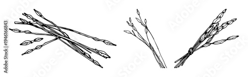 Sage sticks set with abstract line art bundle of dried sticks on white background featuring sage, dried, smudge stick with black ink and minimalist illustration