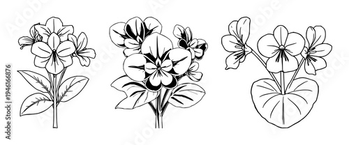 African violet set with continuous line art style featuring Saintpaulia, flowering plant, black sketch with vector illustration and white background