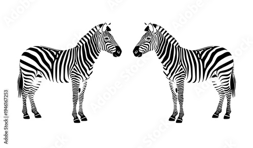 Stylish minimal zebra duo vector illustration modern wildlife striped animals isolated on white background