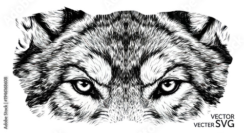 Intense Wolf Face Close-up, Wild Animal Portrait, Black and White Ink Sketch