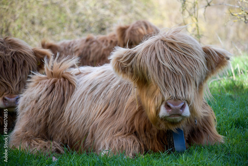 Highland cow in the grass