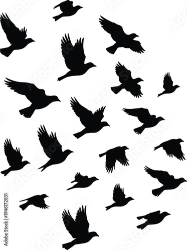 Set of black bird silhouettes in flight representing a flock of pigeons or crows flying in various poses isolated on a white background (24 words)