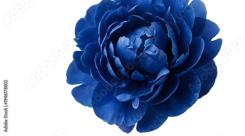 Blue peony flower head isolated on white background with layered petals for floral design projects and botanical artwork.