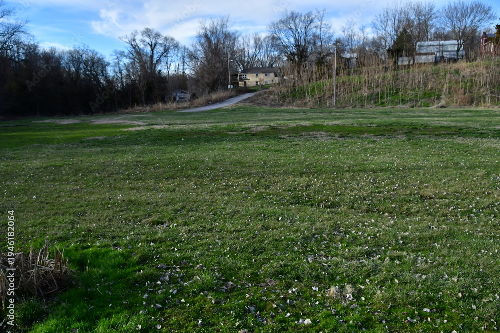 Fototapeta premium Grass and Trees in a Park