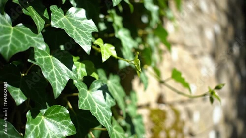 Close-up view of vibrant green ivy leaves growing on a weathered stone wall in bright sunlight
