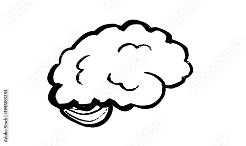 Human brain structure