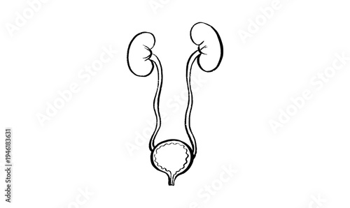 Kidney and bladder