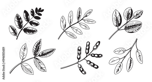 Hand drawn botanical branch sketches with compound leaves and pods for vintage herbal garden illustration