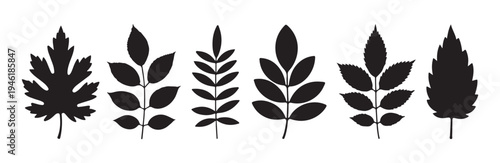 Variety of botanical leaf silhouettes for autumn season and spring floral design elements vector collection