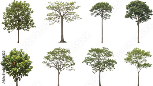 Set of various green trees with different shapes and foliage isolated on white background for design projects Vector Illustration