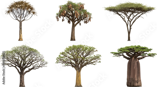 Diverse African Savanna Trees Realistic Detailed Isolated Vector Illustration Set for Landscape Design and Environmental Graphics