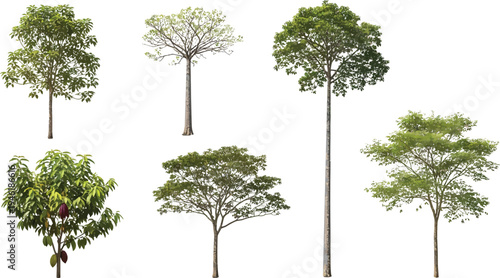 Diverse Tree Collection Isolated Vector Illustration Set for Architectural and Landscape Design Projects. Botanical Elements.