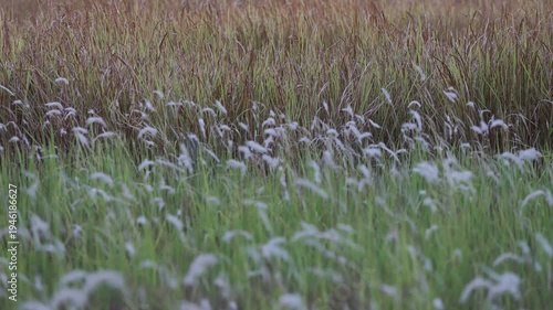 Timelapse Soft Focus of Lush Green Grass and Delicate White Flowers in Field