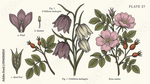 Detailed Botanical Illustration of Fritillaria Meleagris and Rosa Canina with Dissections.