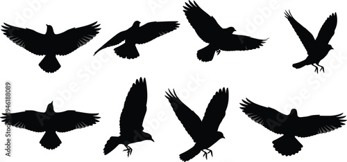 Flying bird silhouettes set with different wing positions isolated on white background wildlife nature avian illustration collection for design