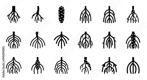 Illustrative set of plant root systems, showcasing diverse botanical structures for education and graphic design projects, emphasizing growth patterns