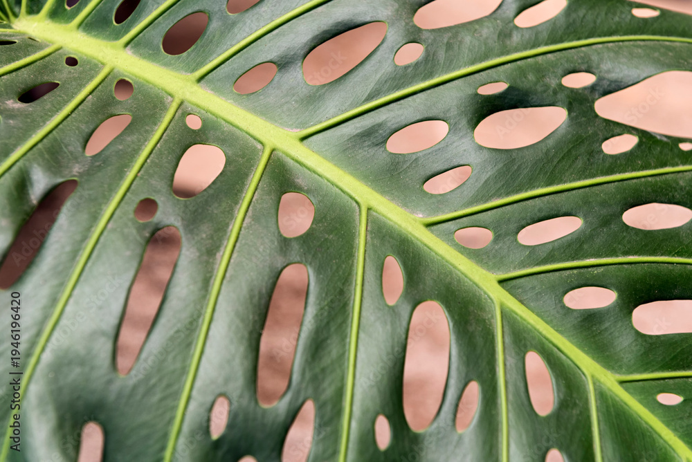 Φωτογραφία Monstera deliciosa leaf, Swiss cheese plant or split-leaf philodendron