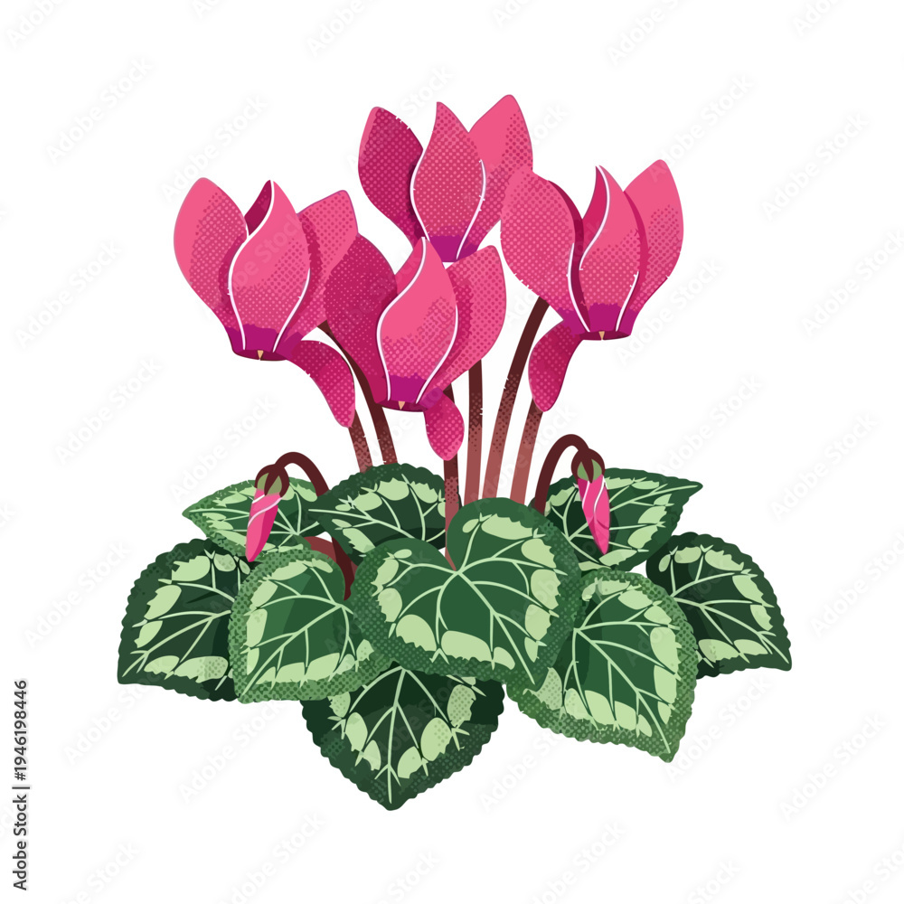 Obraz premium Vibrant pink cyclamen flower vector illustration, showcasing blooming petals and intricately detailed patterned leaves, perfect for botanical designs and indoor garden themes