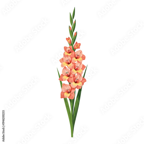 Vector illustration of a beautiful tall gladiolus flower with green leaves, blooming in vibrant coral and peach colors, isolated on white background